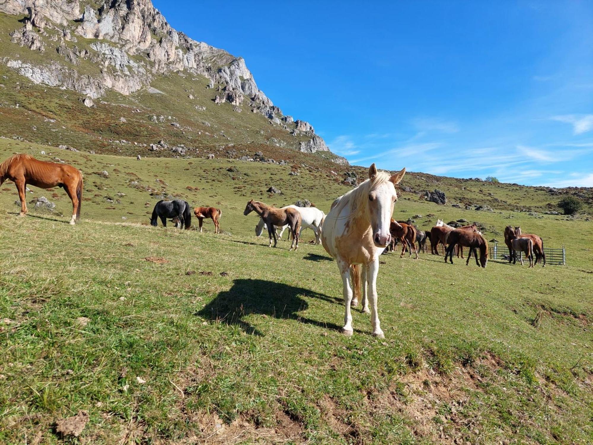 Hosteria Picos De Europa Potes Eksteriør billede